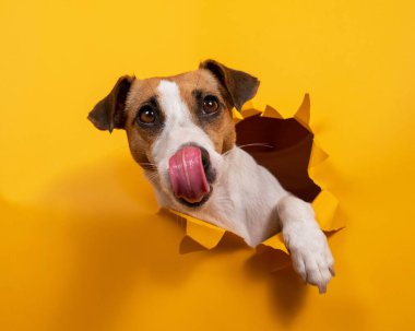Jack Russell Terrier 'ı yalamak, kağıt turuncu arka planda yırtılmaya başlar.