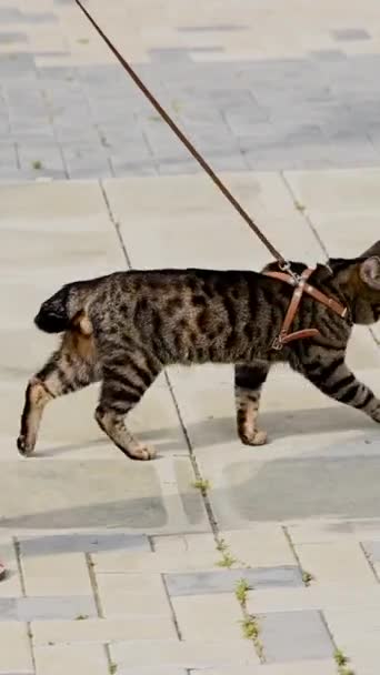 Caucasian Woman Walking Cat Leash Outdoors Summer Vertical Video — Stock Video
