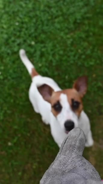 Jack Russell Terrier Hund Springt Für Ein Spielzeug Zeitlupe Vertikales — Stockvideo
