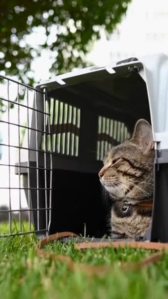 Gri Tekir Kedi Yeşil Çimenlikteki Bir Taşıyıcıda Yatıyor Dikey Video — Stok video