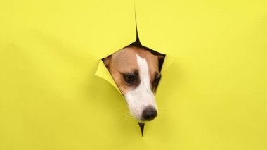 Sevimli Jack Russell Terrier köpeği sarı karton arka planı yırtıyor.