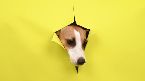 Netter Jack Russell Terrier Hund Zerreißt Gelben Papphintergrund — Stockvideo