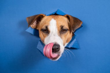 Komik köpek Jack Russell Terrier kağıt mavisi arka planda bir delikten sarkıyor.
