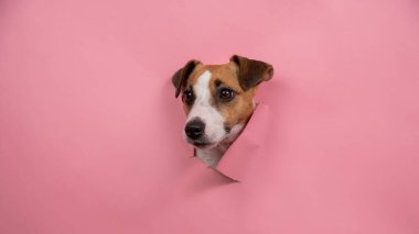 Komik köpek Jack Russell Terrier Pembe kağıt arkaplanı yırttı