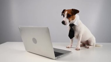 Beyaz arka planda dizüstü bilgisayarla çalışan kravatlı şirin Jack Russell Terrier köpeği.