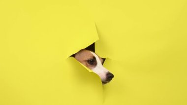 Sevimli Jack Russell Terrier köpeği sarı karton arka planı yırtıyor.