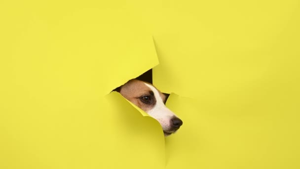 Lindo Perro Jack Russell Terrier Rompiendo Fondo Cartón Amarillo — Vídeos de Stock