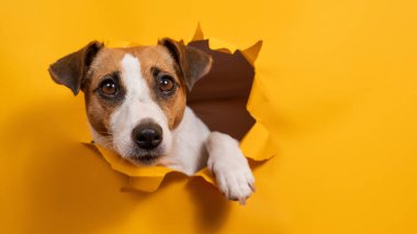 Komik Jack Russell Terrier kağıt turuncu bir arka plandan çıkıp onu yırtıyor.