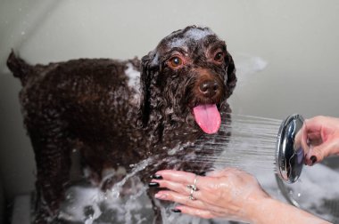 Kadın kuaförde mini kaniş yıkıyor.