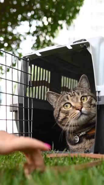 Sahibi Yeşil Çimlerin Üzerinde Tasması Olan Gri Bir Tekir Kediyi — Stok video