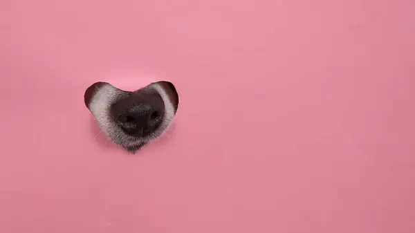 一只狗的鼻子从粉红色的纸板底伸出来 心形孔心脏形状上的洞 — 图库照片
