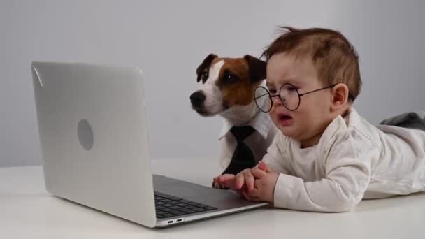 かわいい赤ん坊の男の子とジャックラッセルテリア犬ラップトップで作業 — ストック動画