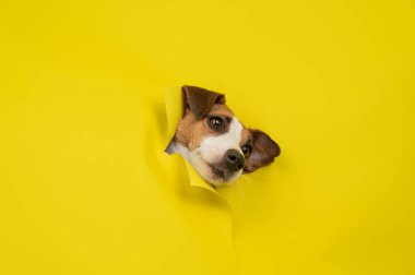 Sevimli Jack Russell Terrier köpeği sarı karton arka planı yırtıyor.