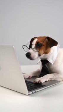 Beyaz arka planda dizüstü bilgisayarda çalışan kravatlı Jack Russell Terrier köpeği. Dikey video