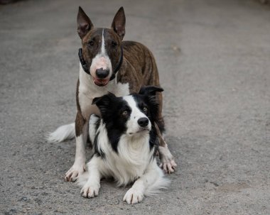 İki köpek yürüyüş yaparken sarılıyorlar. Border collie ve bull terrier