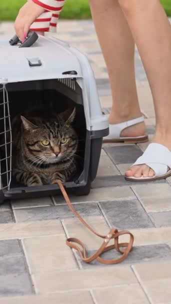 Sahibi Yeşil Çimenlikteki Taşıyıcının Tasmasından Gri Çizgili Bir Kedi Tutuyor — Stok video