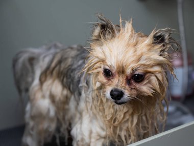 Kuaförde şampuanla sabunlanmış şirin köpek pomeranian.