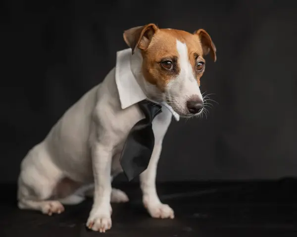 Jack Russell Terrier Perro Corbata Sobre Fondo Negro Fotos De Stock Sin Royalties Gratis