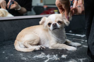 Bir kadın kuaförde şirin bir chihuahua sosisi kesiyor.