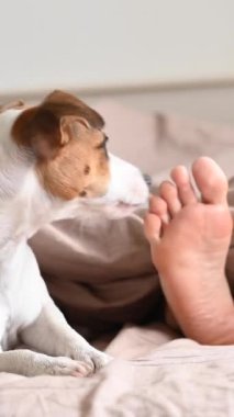 Jack Russell Terrier köpeği, metresinin yanında yatar ve ayaklarını yalar. Dikey video