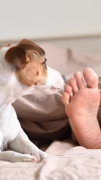 Chien Jack Russell Terrier Couche Avec Maîtresse Sur Lit Lui — Video