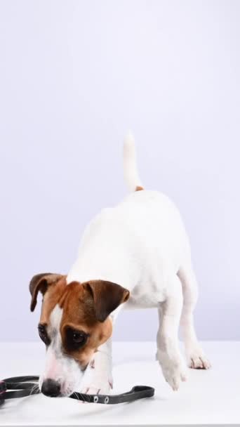 Jack Russell Terrier Σκυλί Κρατώντας Ένα Λουρί Λευκό Φόντο Κάθετη — Αρχείο Βίντεο