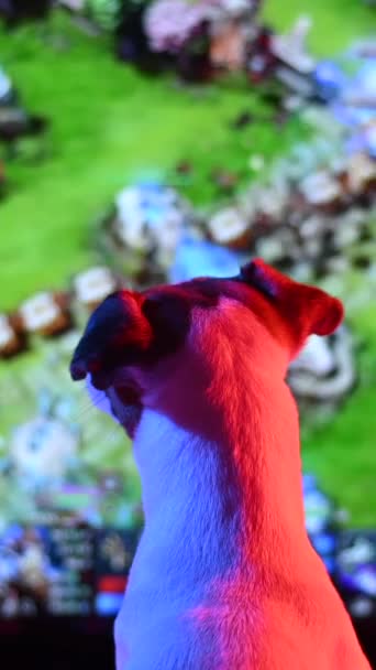 Pies Jack Russell Terrier Ogląda Grę Komputerową Neonowym Świetle Ciemności — Wideo stockowe