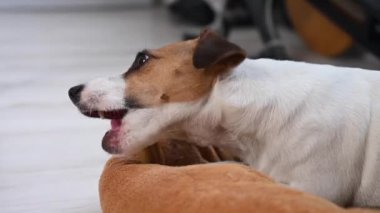 Jack Russell Terrier köpeği yatakta yatarken tendon kemiği çiğniyor.