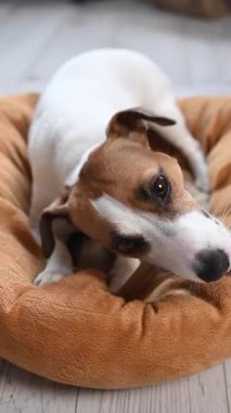 Jack Russell Terrier köpeği yatakta yatarken tendon kemiği çiğner. Dikey video