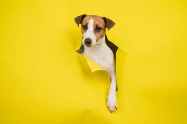 Sevimli Jack Russell Terrier köpeği sarı karton arka planı yırtıyor.