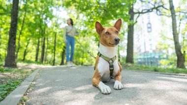 Genç bir kadın parkta tasmalı bir Afrika Basenji köpeğiyle yürüyor.