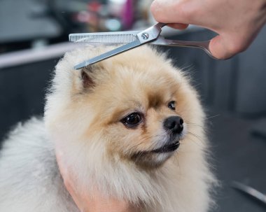 Bir kadın makasla Pomeranya kesimi yapar. Kuaförde bir köpek.