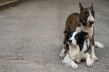 İki köpek yürüyüş yaparken sarılıyorlar. Border collie ve bull terrier