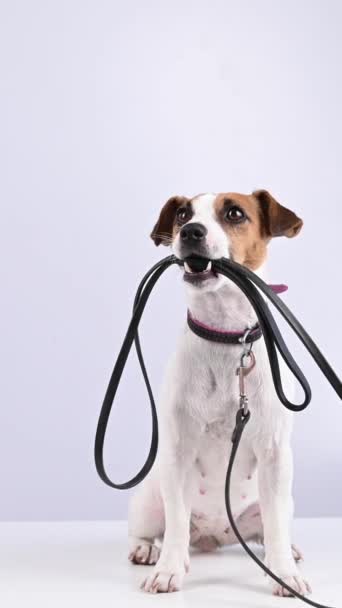 Jack Russell Terrier Köpeği Beyaz Bir Arka Planda Tasma Tutuyor — Stok video