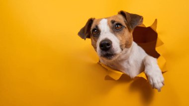 Komik Jack Russell Terrier kağıt turuncu bir arka plandan çıkıp onu yırtıyor.