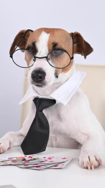 Jack Russell Τεριέ Σκυλί Γυαλιά Και Γραβάτα Παίζει Πόκερ Εθισμός — Αρχείο Βίντεο