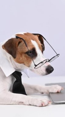 Gözlüklü ve kravatlı teriyer köpeği Jack Russell beyaz arka planda dizüstü bilgisayarda çalışıyor. Dikey video