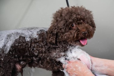 Kadın kuaförde mini fino köpeğini şampuanlıyor.