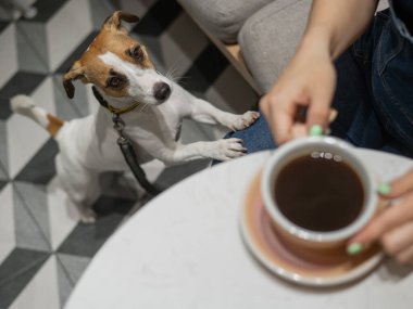 Köpek dostu bir kafede kahve içen bir kadın. Jack Russell Terrier patilerini sahibinin bacaklarına koydu.