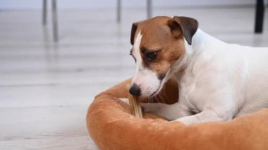 Jack Russell Terrier köpeği yatakta yatarken tendon kemiği çiğniyor.