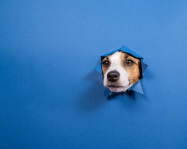 Komik köpek Jack Russell Terrier kağıt mavisi arka planda bir delikten sarkıyor.