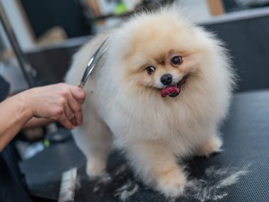 Bir kadın makasla Pomeranya kesimi yapar. Kuaförde bir köpek.