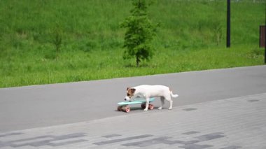 Jack Russell Terrier köpeği parkta bir kuruş tahtasına biner.