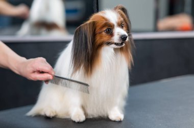 Beyaz kadın bir köpeği tarıyor. Papillon Continental Spaniel tımar üzerine