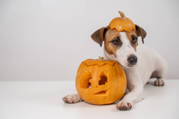 Jack Russell Terrier dog with a pumpkin cap and a jack-o-lantern on a white background