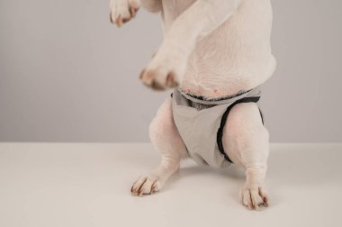 Beyaz arka planda regl külotu giyen bir köpek. Yeniden kullanılabilir bebek bezi