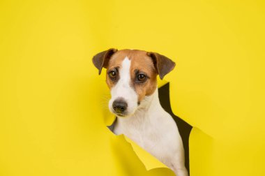 Sevimli Jack Russell Terrier köpeği sarı karton arka planı yırtıyor.