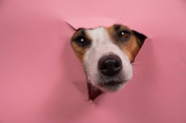 Komik köpek Jack Russell Terrier burnunu pembe kağıt kaplamayla yırttı.
