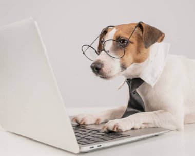 Gözlüklü ve kravatlı şirin Jack Russell Terrier köpeği beyaz arka planda dizüstü bilgisayarda oturuyor.