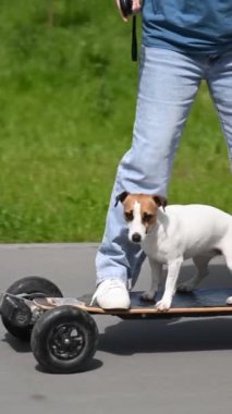 Beyaz kadın elektrikli uzun tahta üzerinde Jack Russell Terrier köpeği ile geziyor. Dikey video